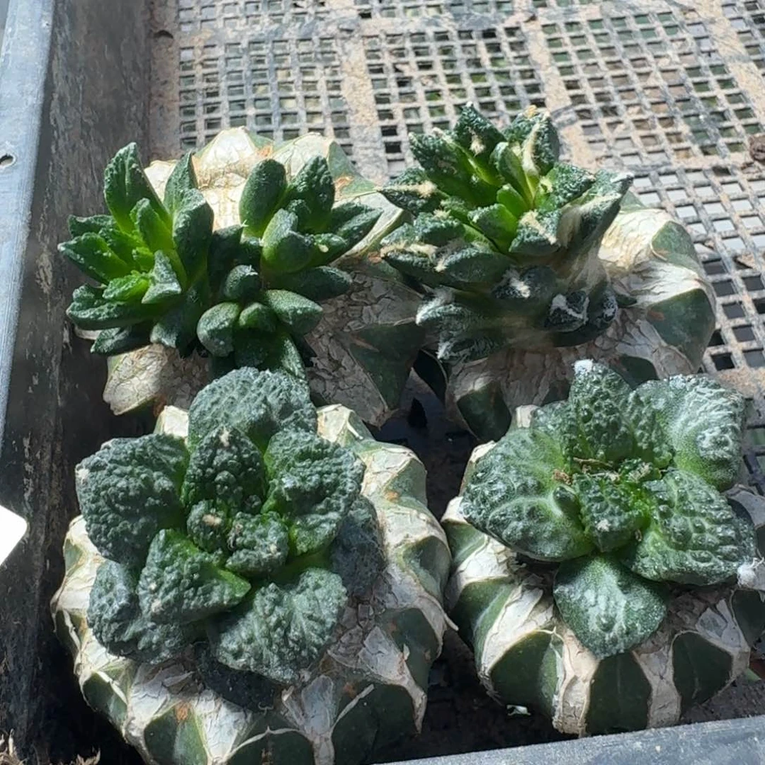 【闪购商品】无花朵赢**来四颗牡丹434
