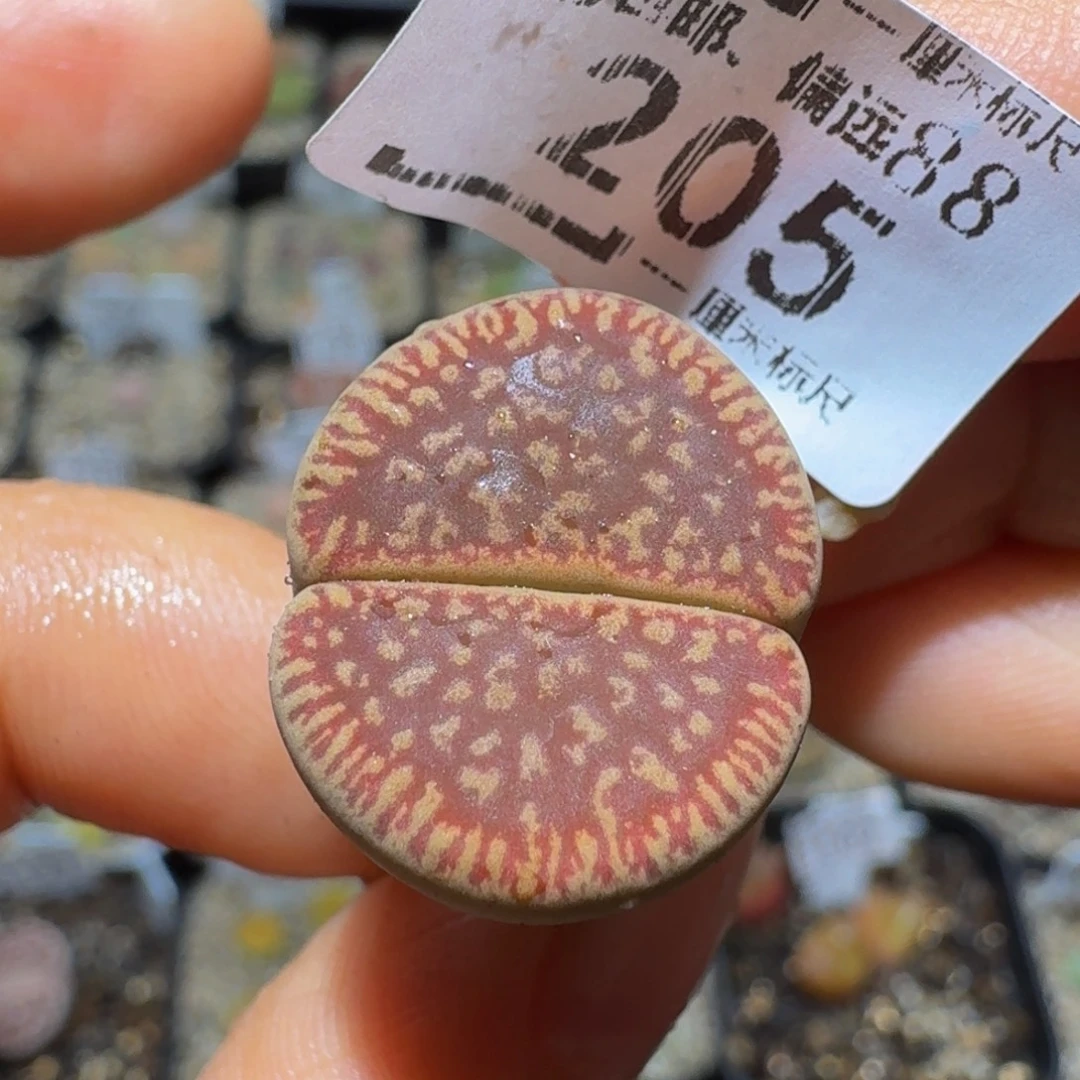 Ssss精品生石花205