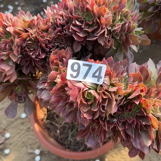 用***3多肉植物一个雅典娜974