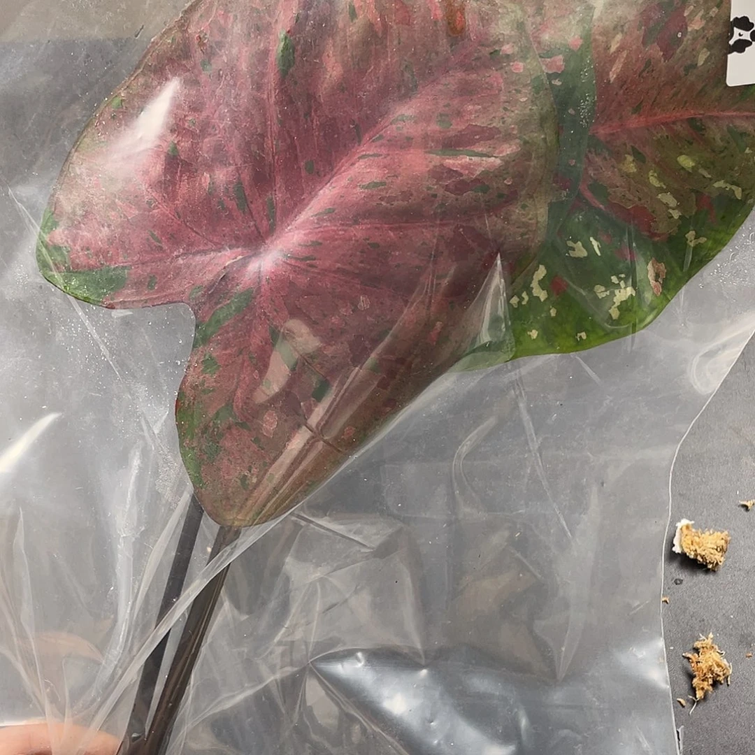 完全开放E191钻石碎片