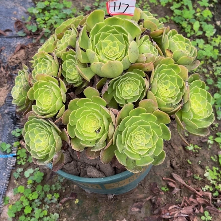 117雨荷多肉植物法师