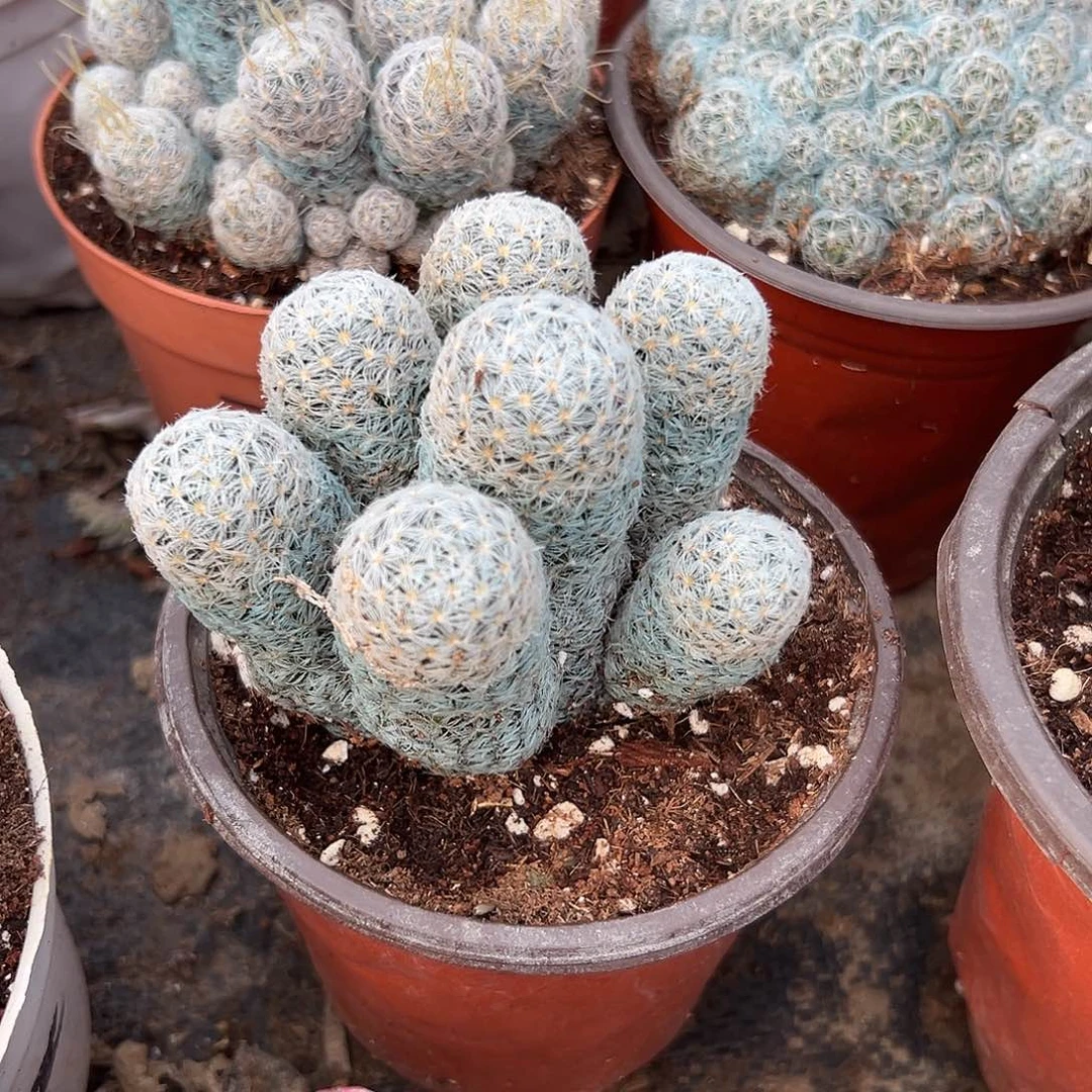 多肉植物多肉植物