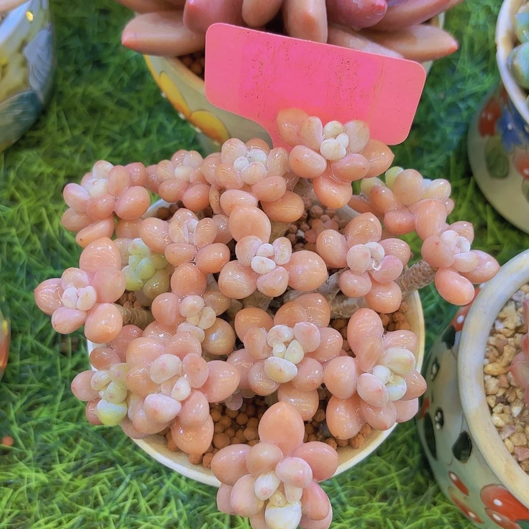 ****云南金致家精品多肉