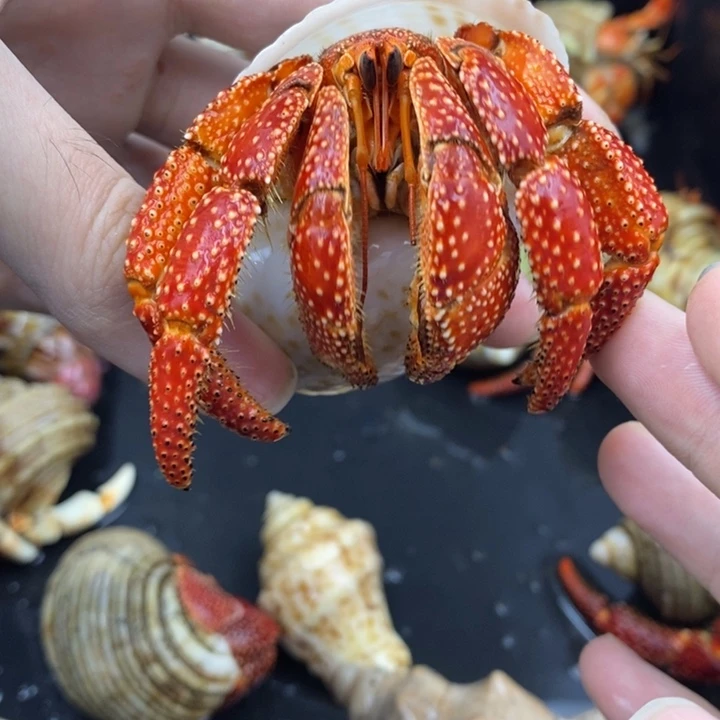 4.8口巨无霸斐济草莓