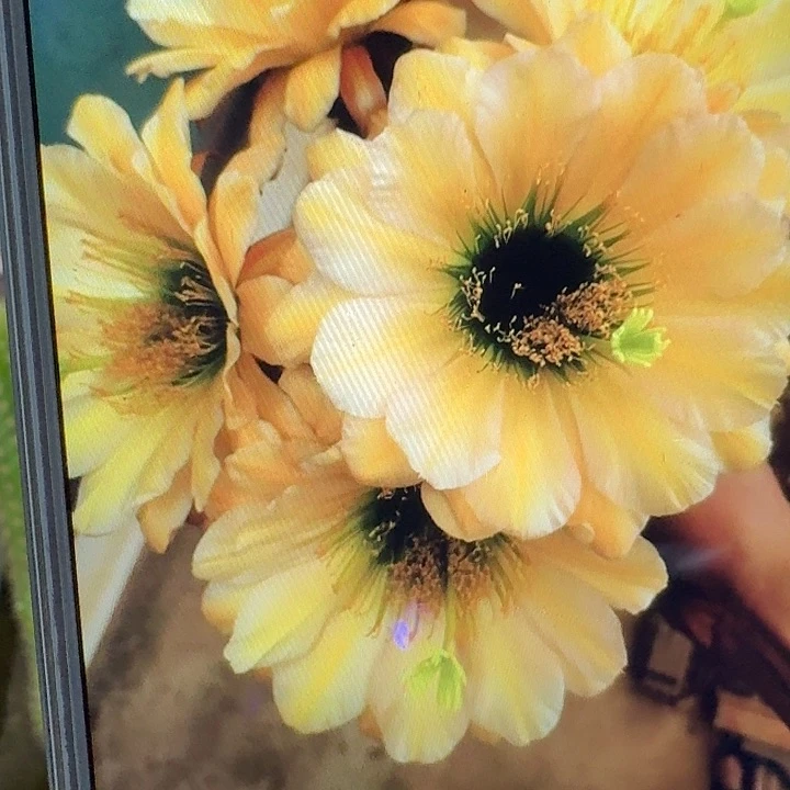 绿眼睛侧芽5公分毛花柱