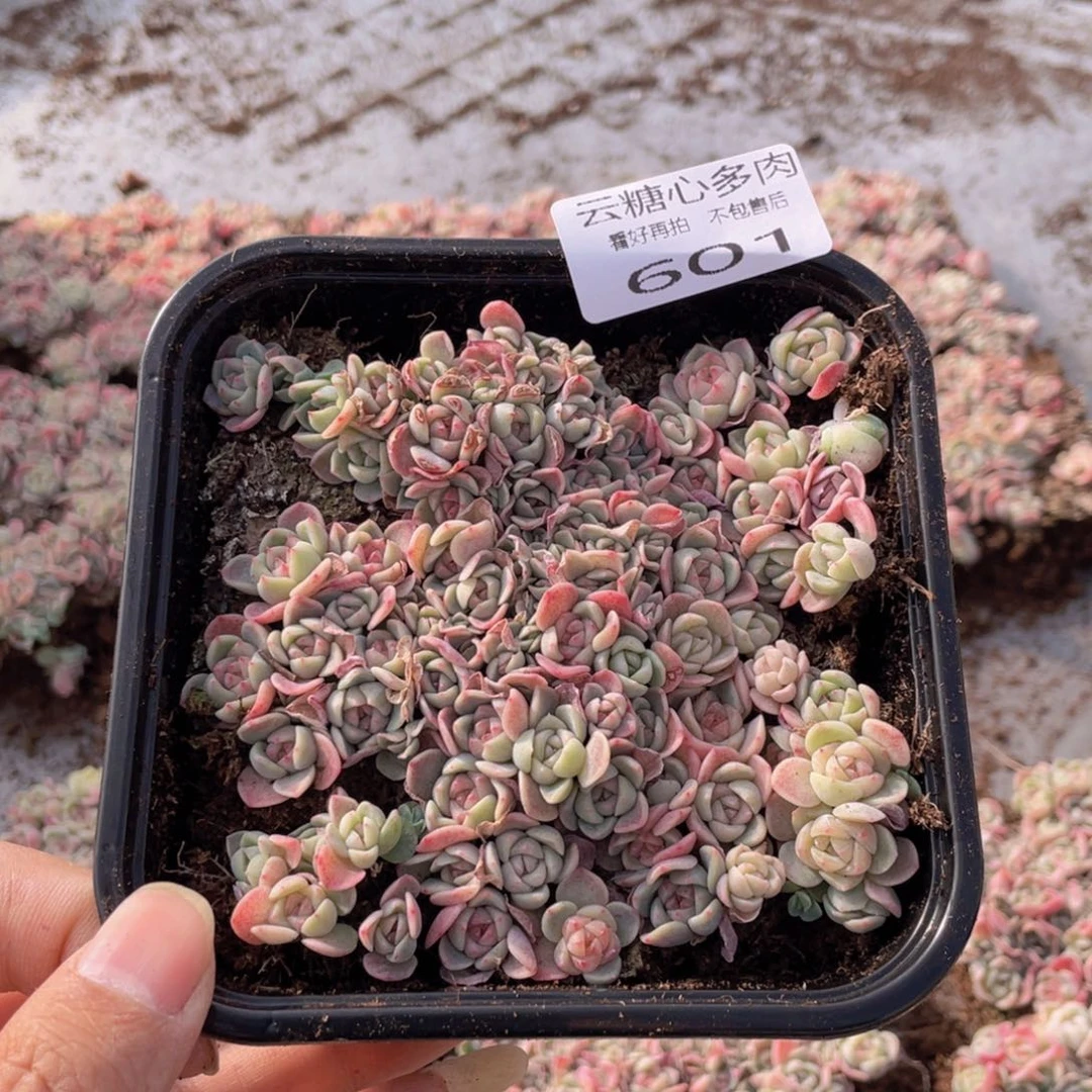 云糖心多肉植物601