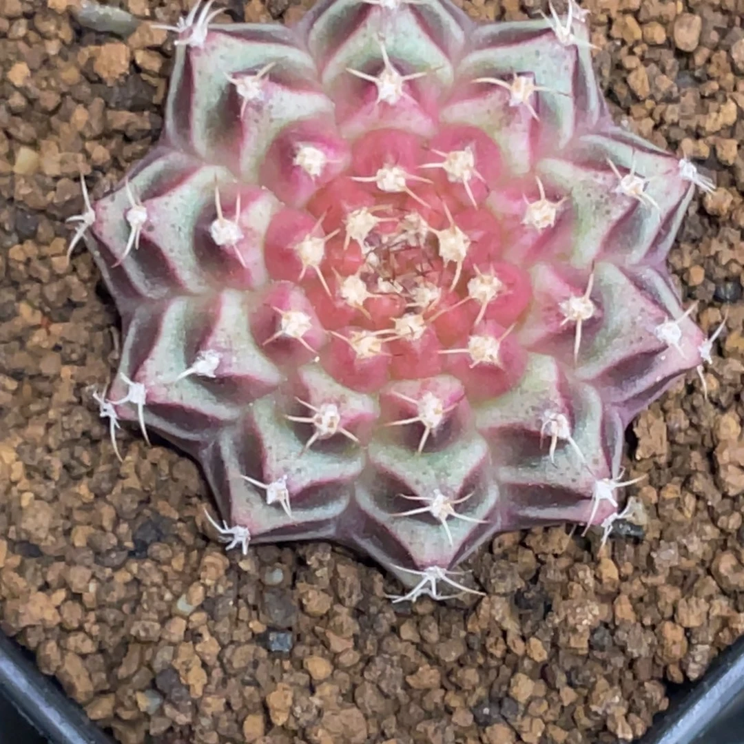 当前无花朵，栽培后可花朵梦想轮回