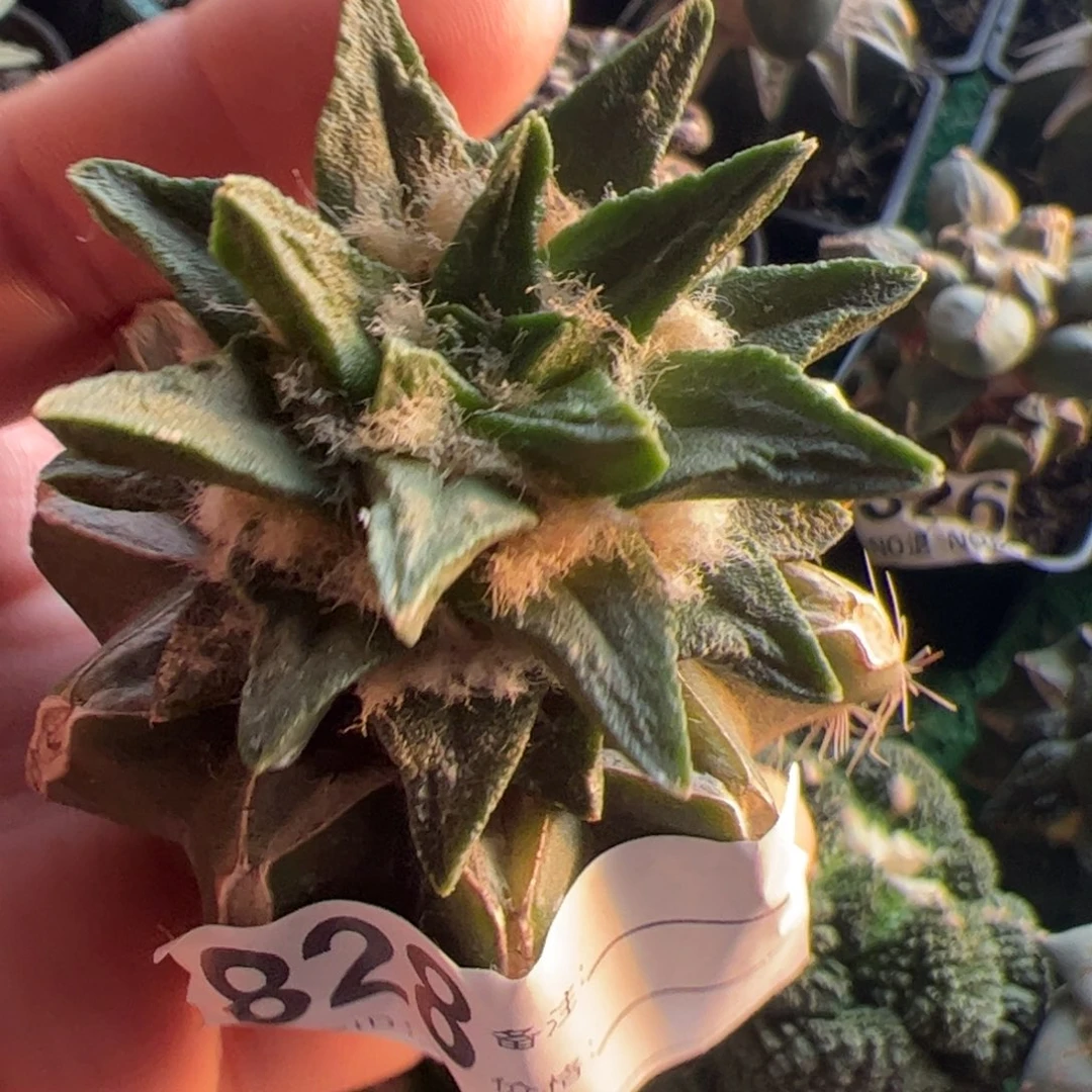 龙角牡丹仙人球828