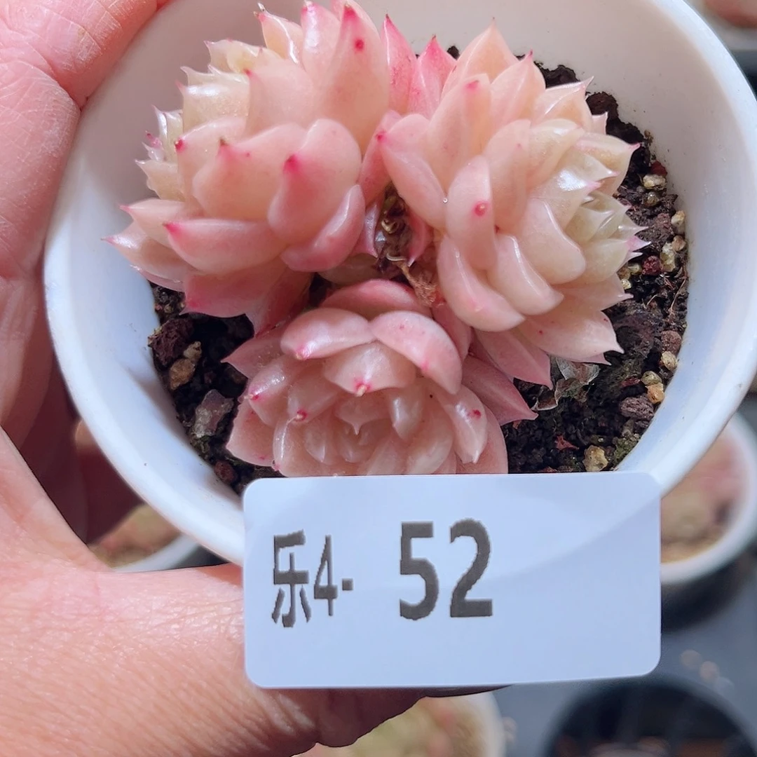 乐4-52 麦秆群不包整