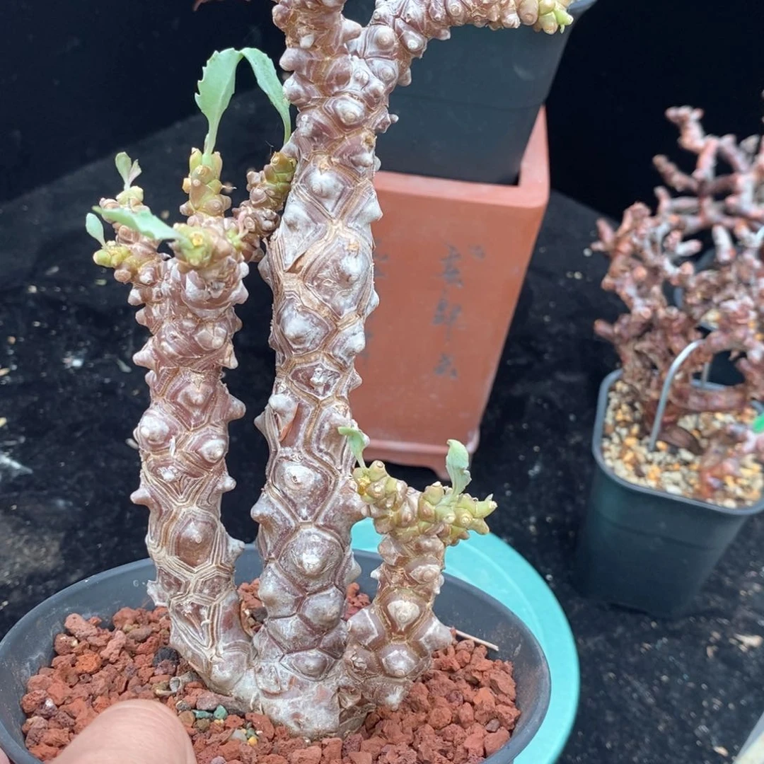 产地蛮鬼塔后墩菊