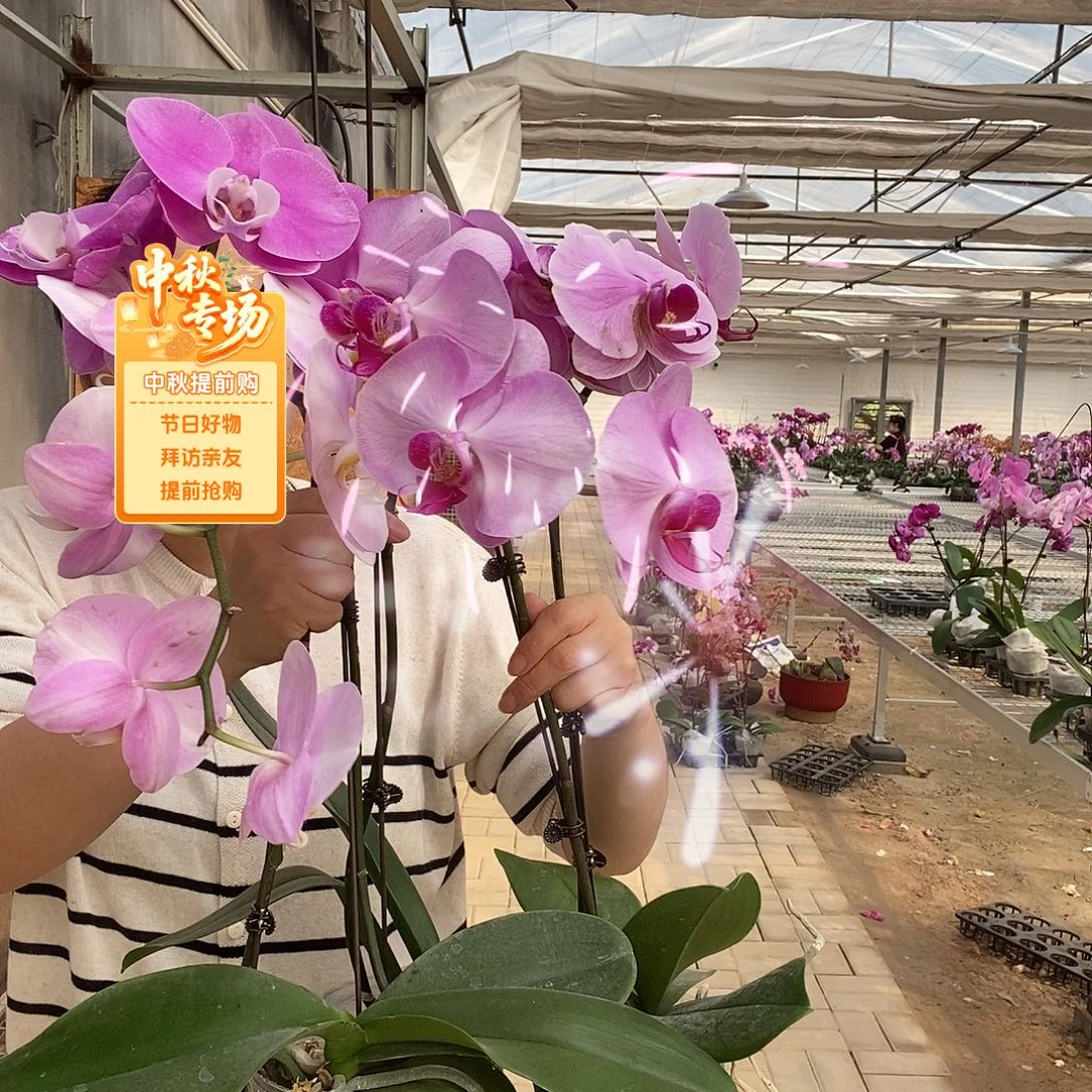 完全开放粉花紫心，倾城，明星，粉宝图四颗组合