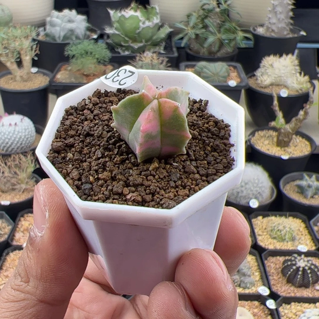 鸾凤玉锦1.9一物一拍230