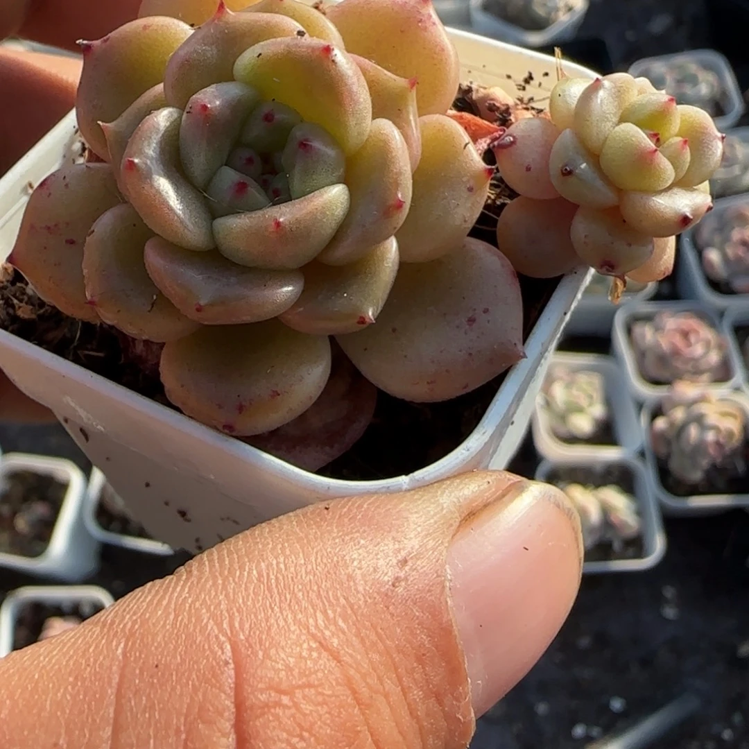 多肉小卡拉米糖心一物一拍