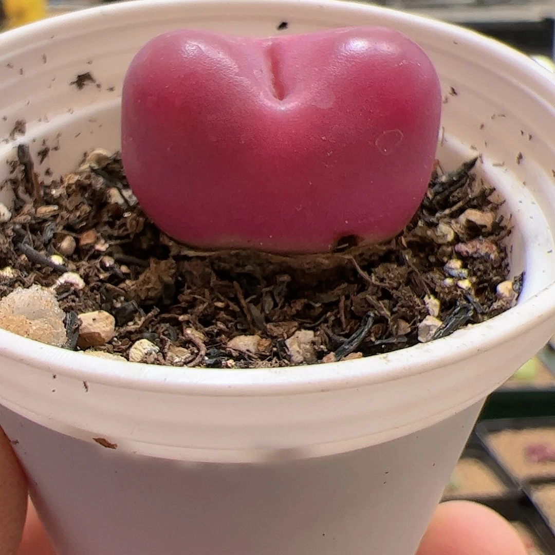 【闪购商品】46 带盆