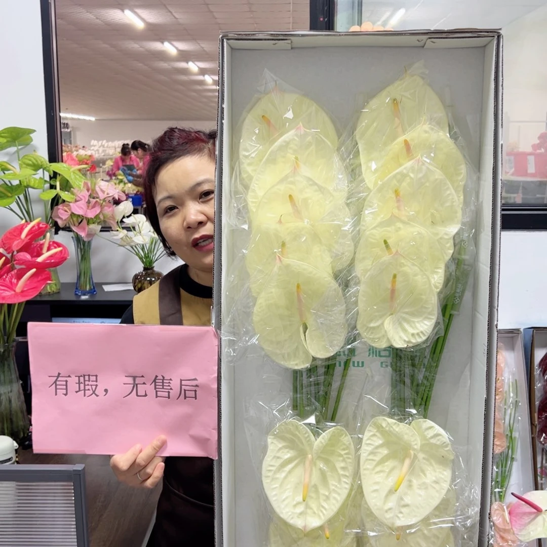 完全开放香槟-红掌鲜切花18枝装无售后款