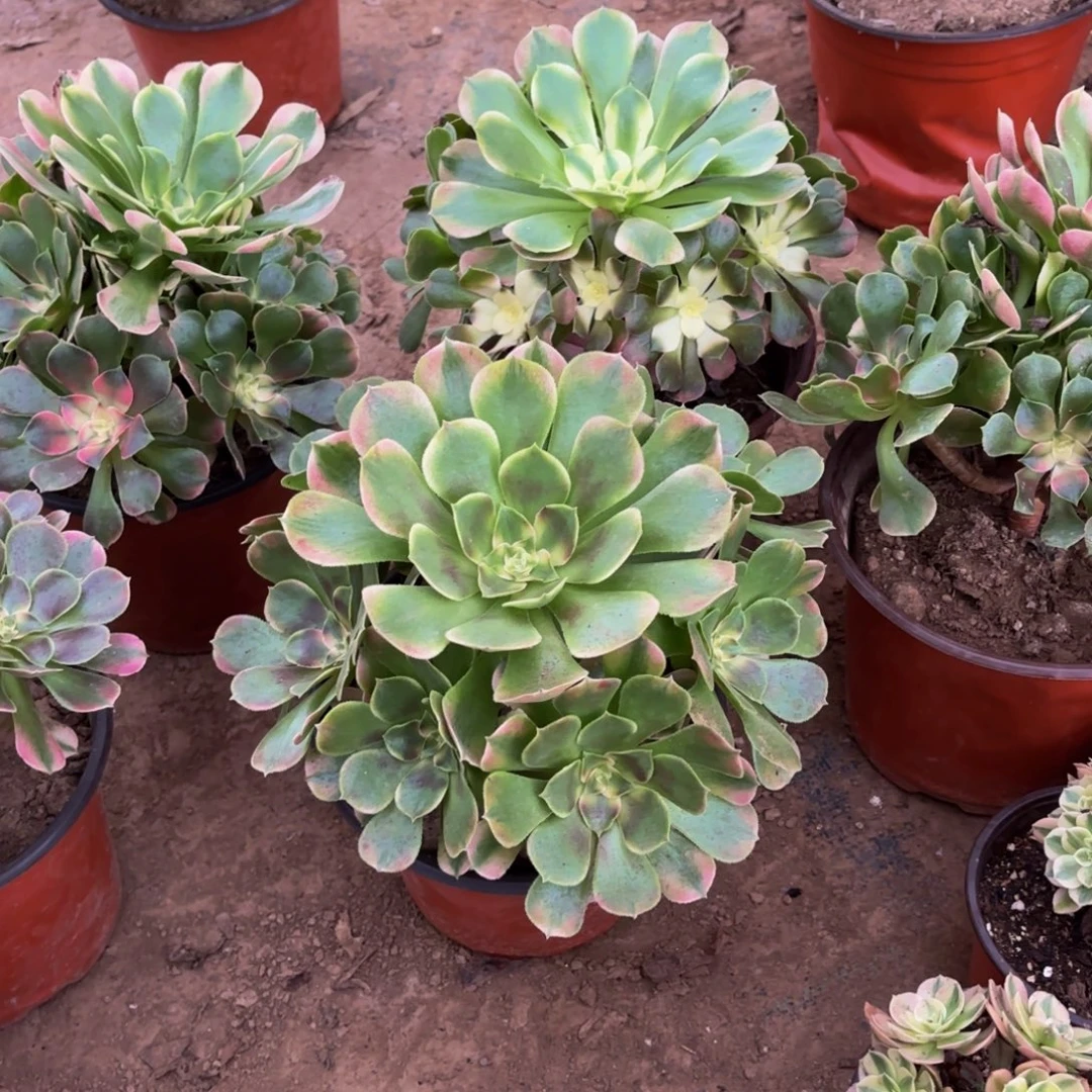 香妃法师9.9多肉植物