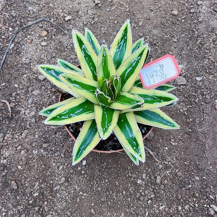 一***阳完全开放辉山龙舌兰