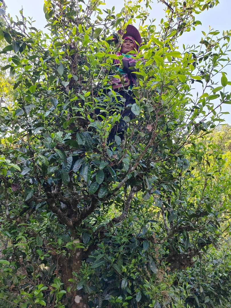 懂过以寨24号茶农2025年头春古树散茶预售全国包邮