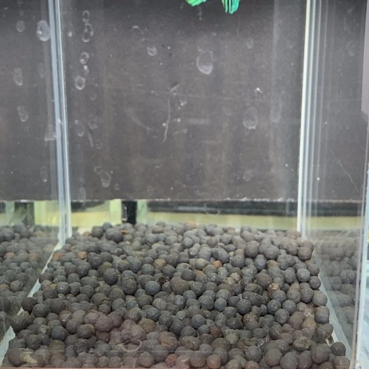 斗鱼泰国斗鱼595号