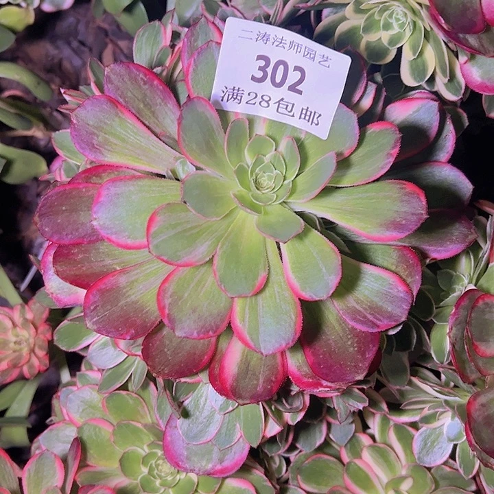 302嫁接黑魔锦修过侧牙