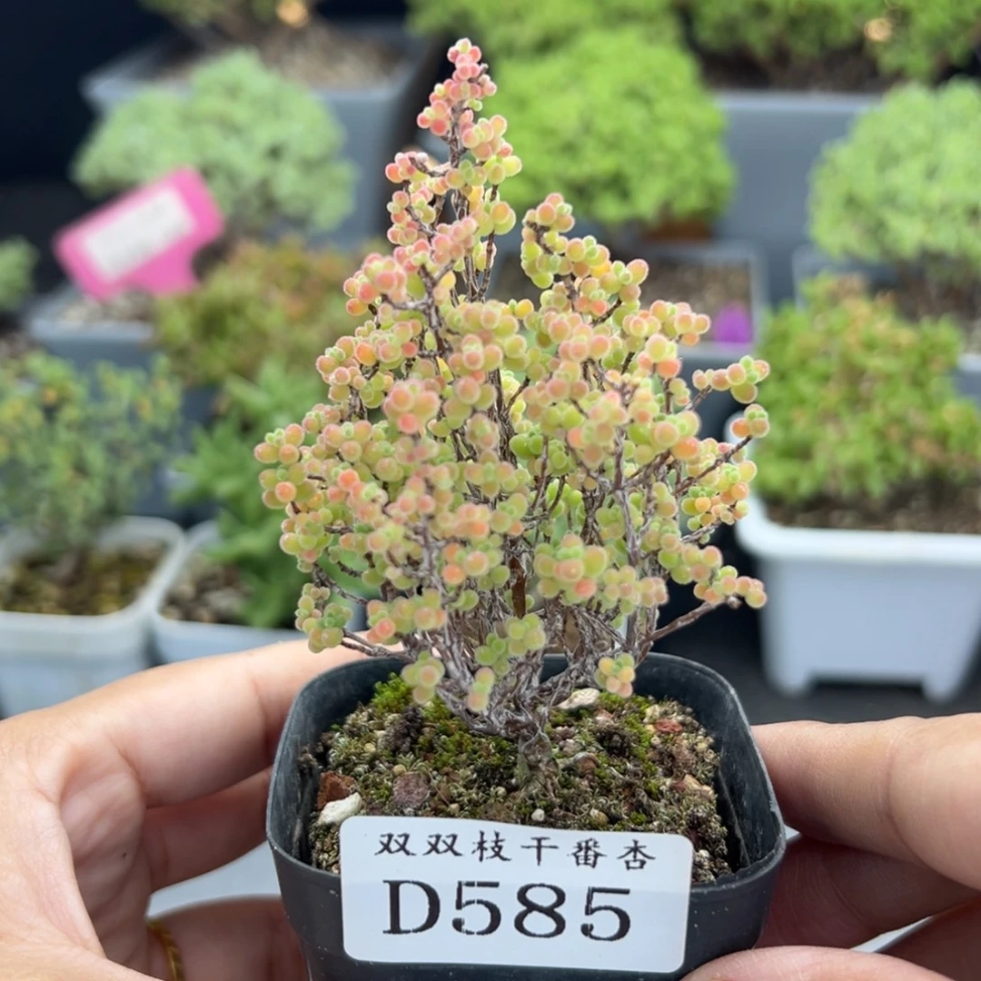 585蜜橘