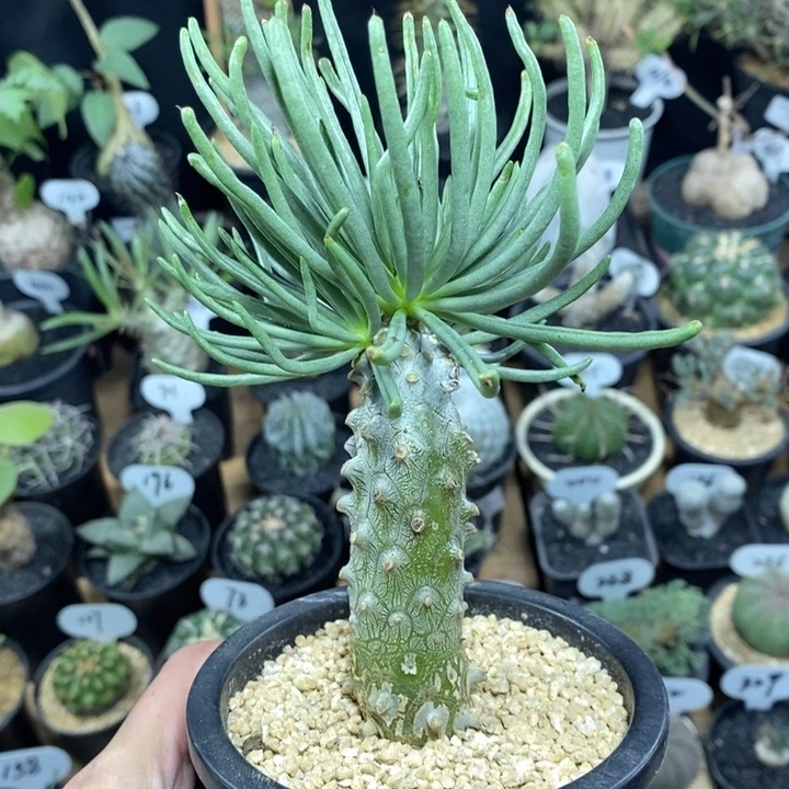 实生钟馗238号高度10cm