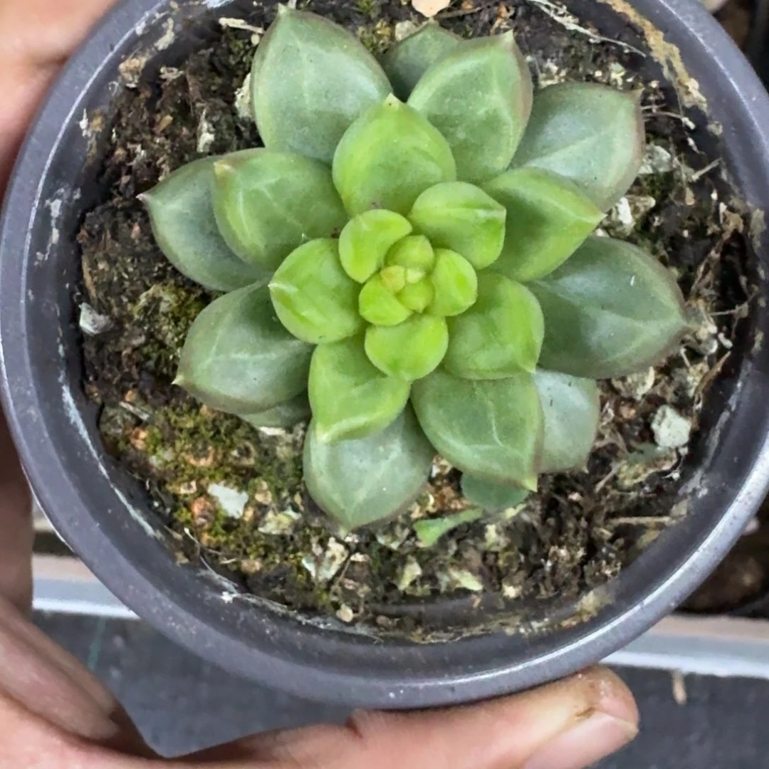 美人杂交 一物一拍