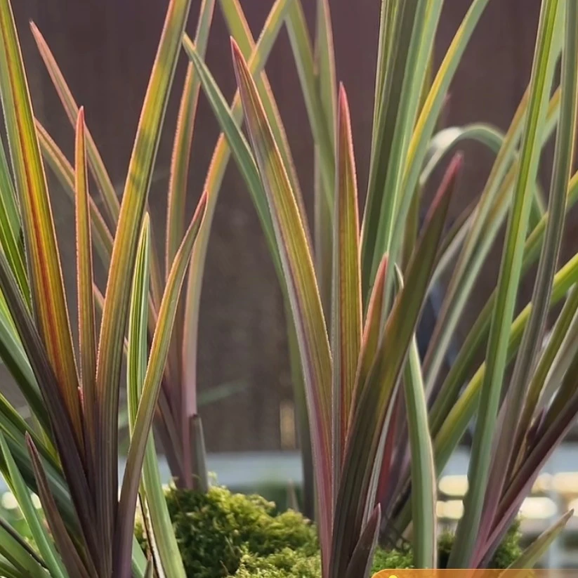 红香妃边艺，春山兰园春兰色花铭品盆栽优质苗绿色植物（400/苗）