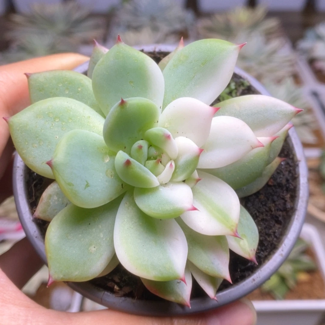 068锦锦锦锦锦锦锦锦锦锦