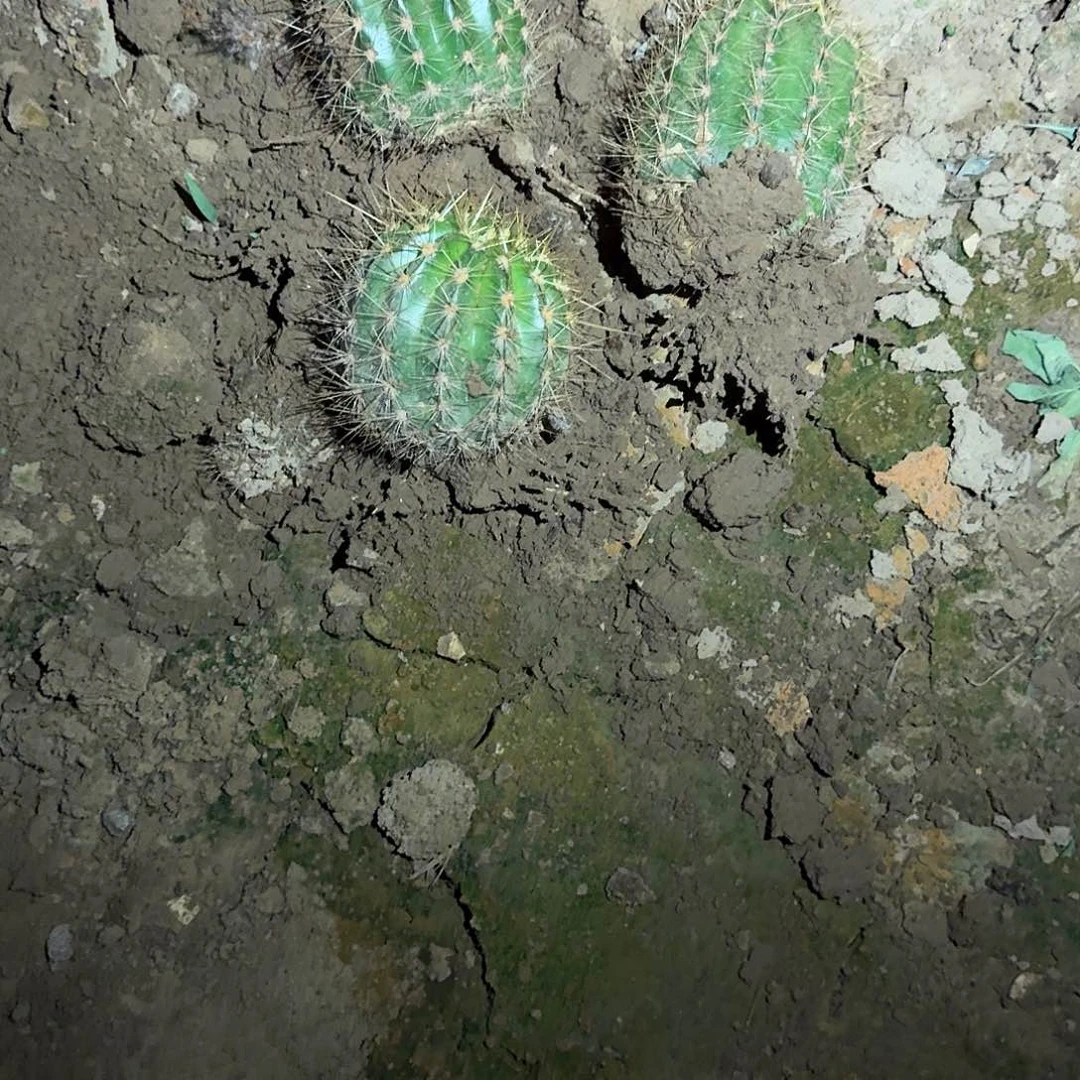 微***子春春两个。706根3公分仙人球