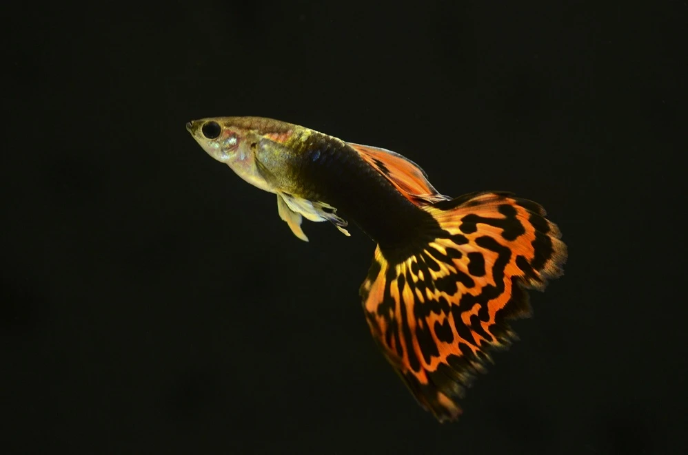 豹点蕾丝马赛克孔雀鱼胎生热带观赏鱼好养活