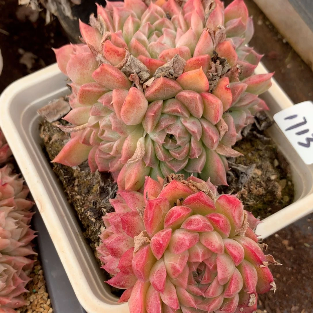 1713不包掉头特价处理