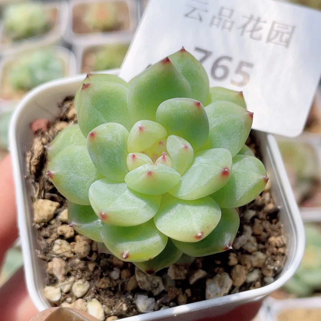 765号糖心冰心珍妮 福利！