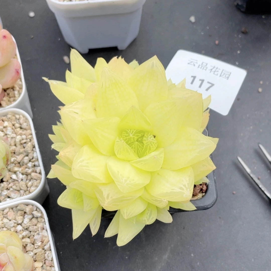 117号糖心冰心珍妮 黄金凝脂菊