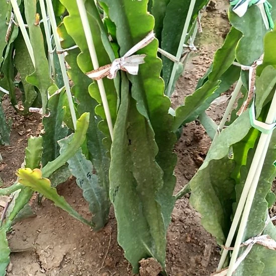 㜂***孞完全开放令箭何花204号