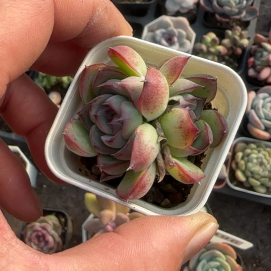 82勾魂仙子多肉植物多