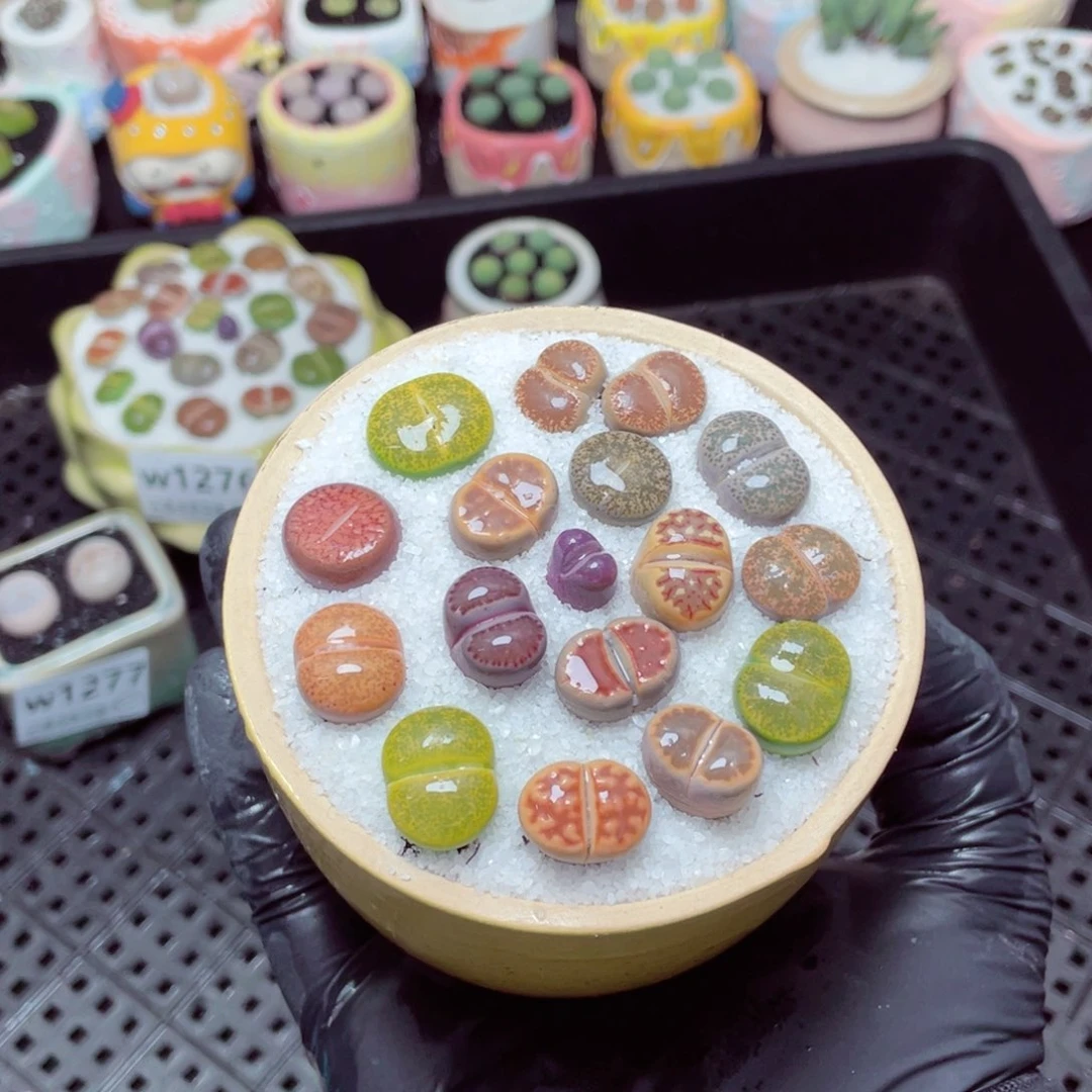 w1280--带盆土发货，零下地区拍保温箱