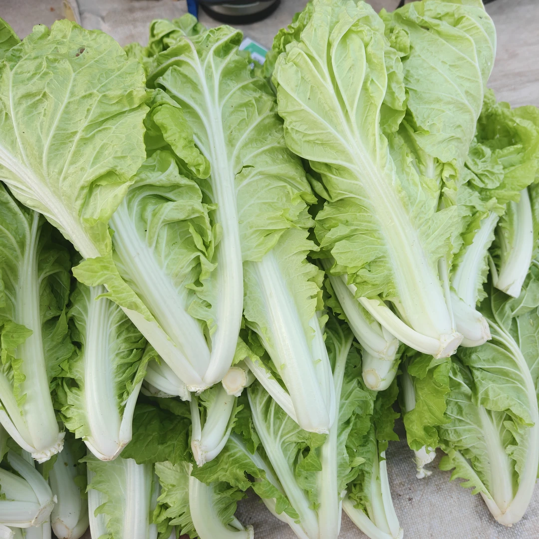 【农家白菜】农家白菜蔬菜