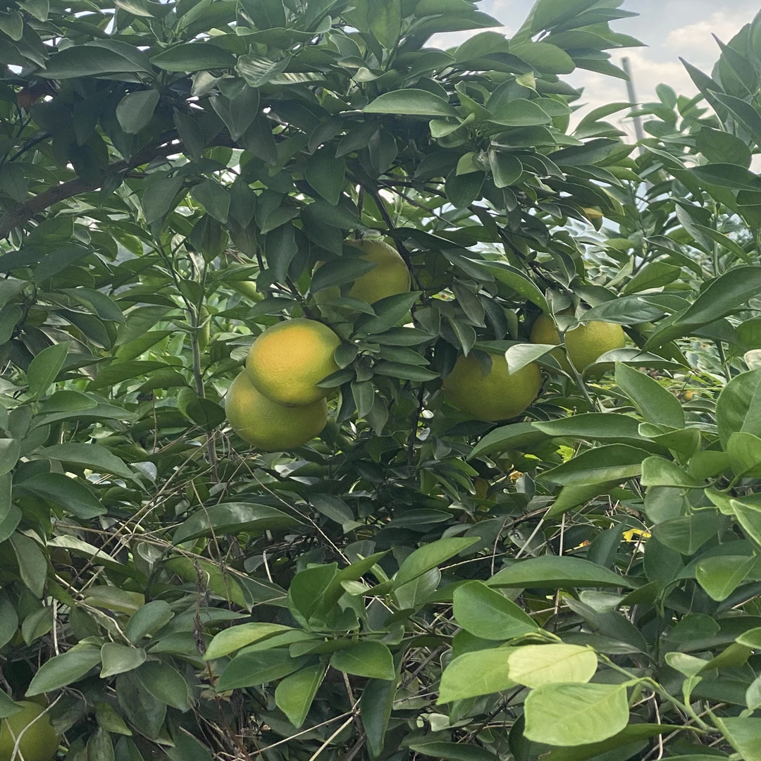 赣南脐橙鲜汁甜口