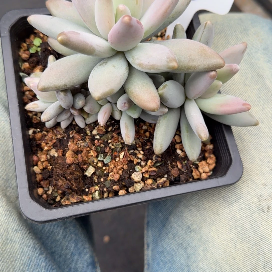 团***团一物一拍精控企鹅102