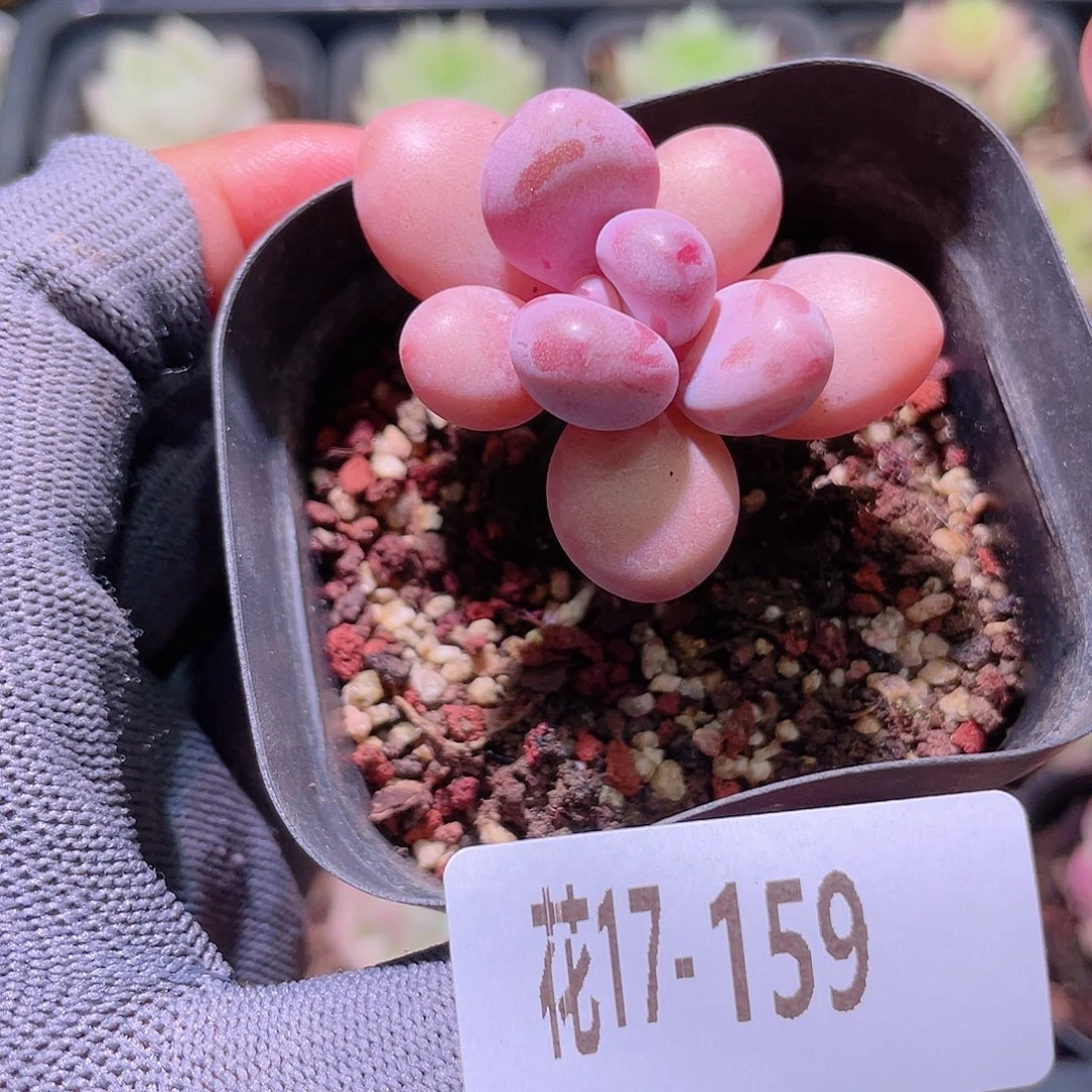 花利美17-159桃蛋