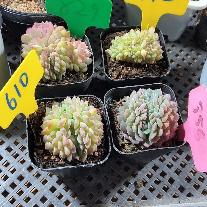 惠**?多肉植物829 612 610 358