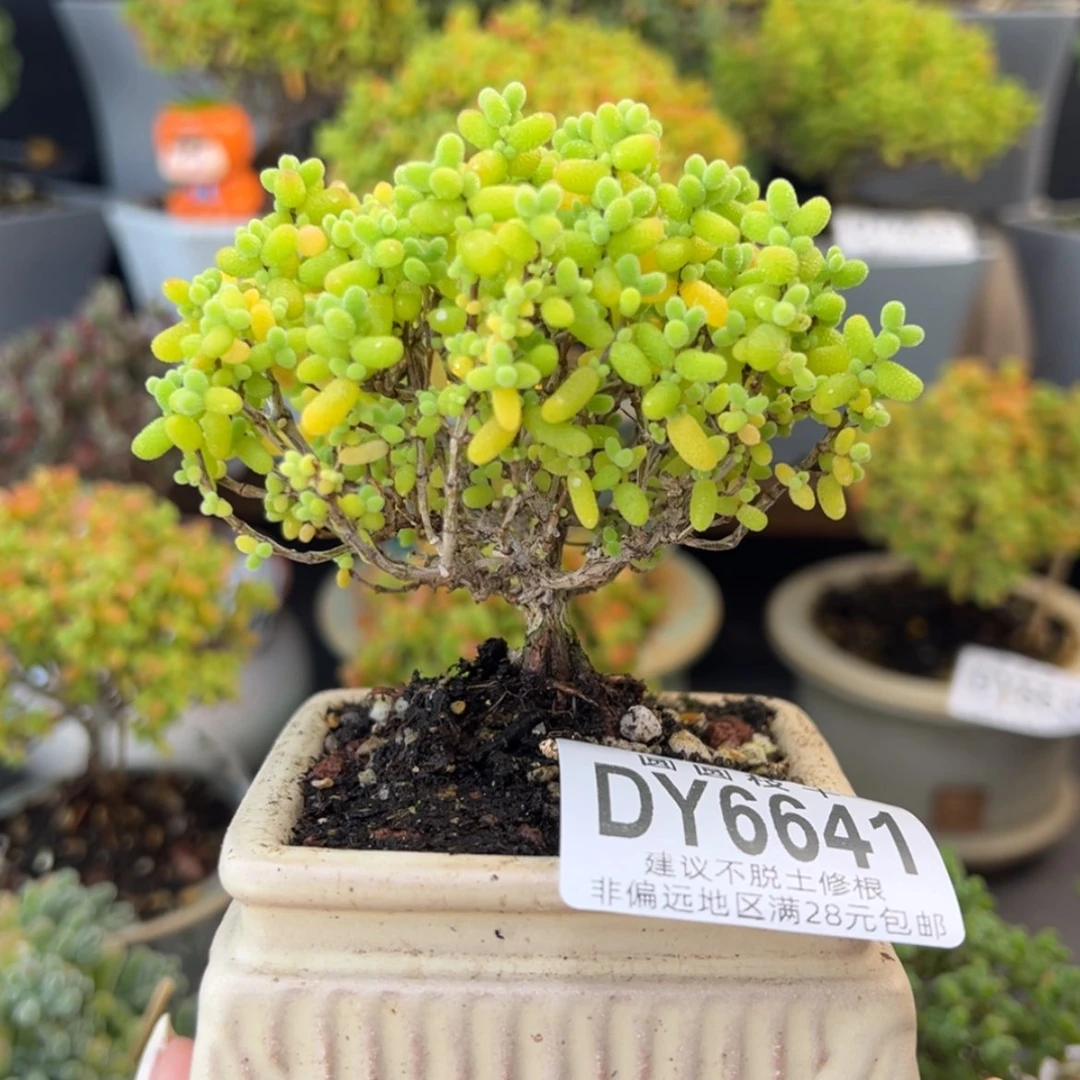 【闪购商品】dy6641精控金桔糖球不含盆