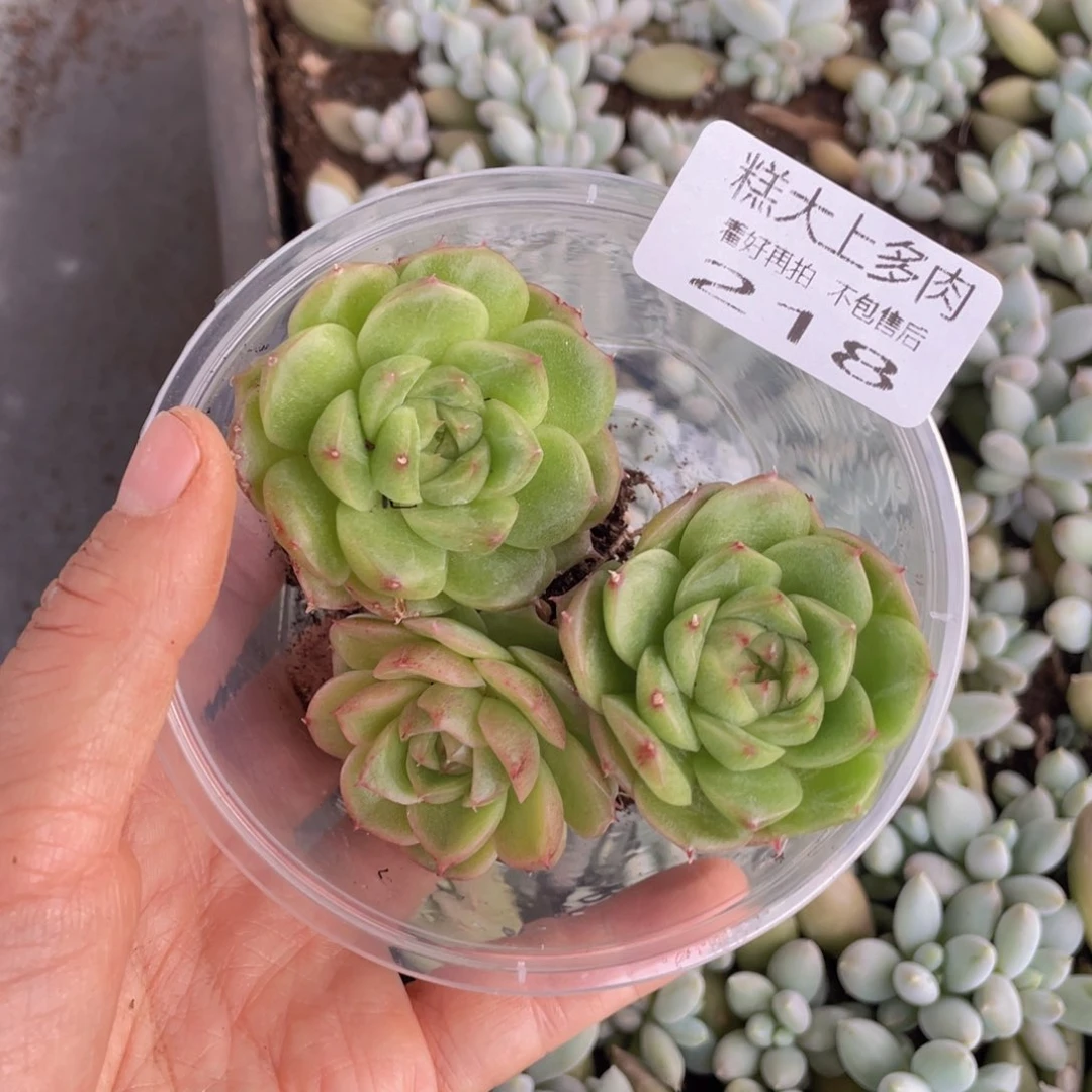 糕大上多肉植物218