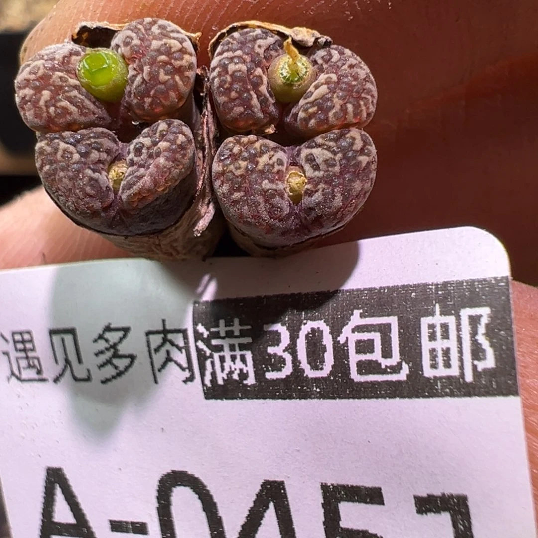多肉植物11111111111
