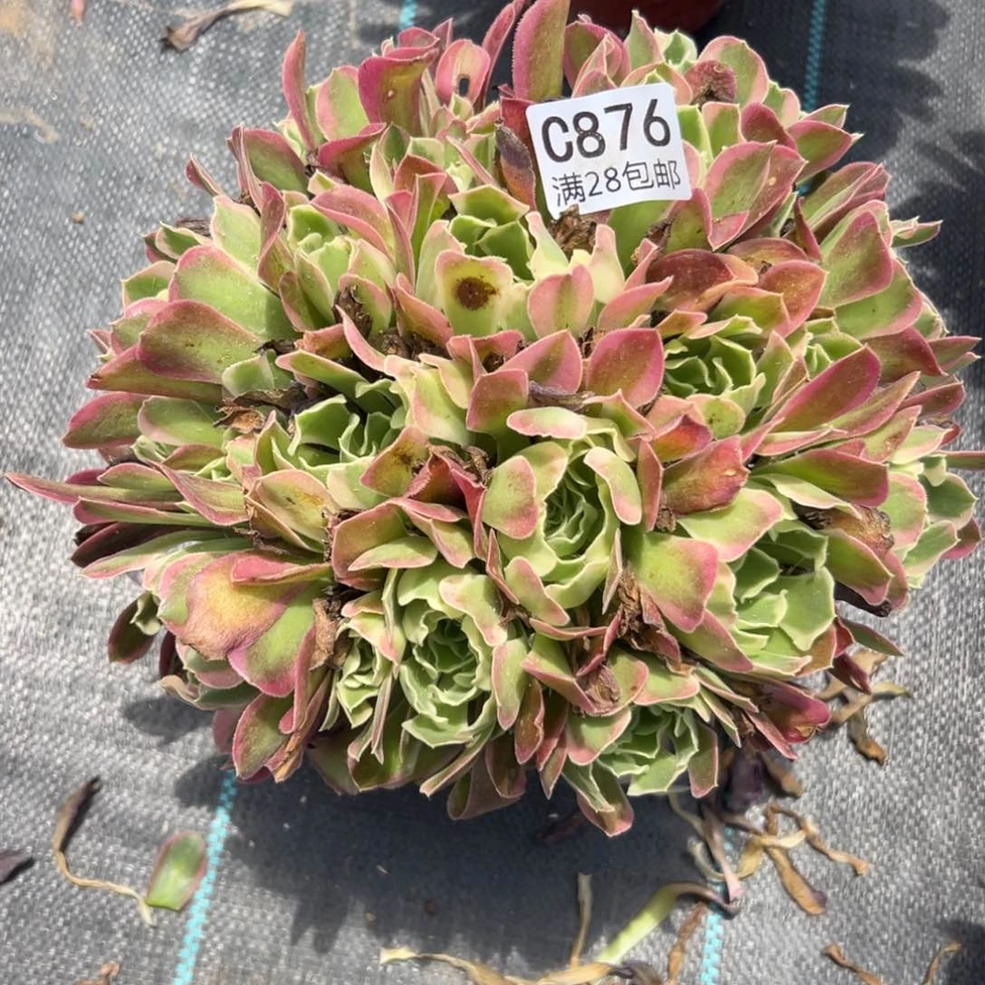 876多肉  雨花石