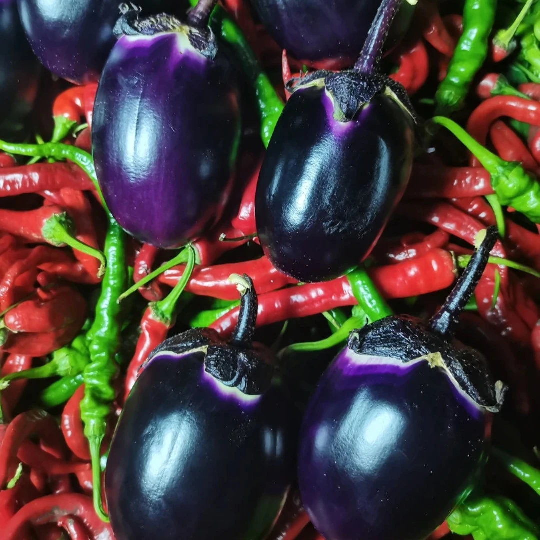 湖南湘西新鲜紫色本地土茄子+本地土辣椒混合装