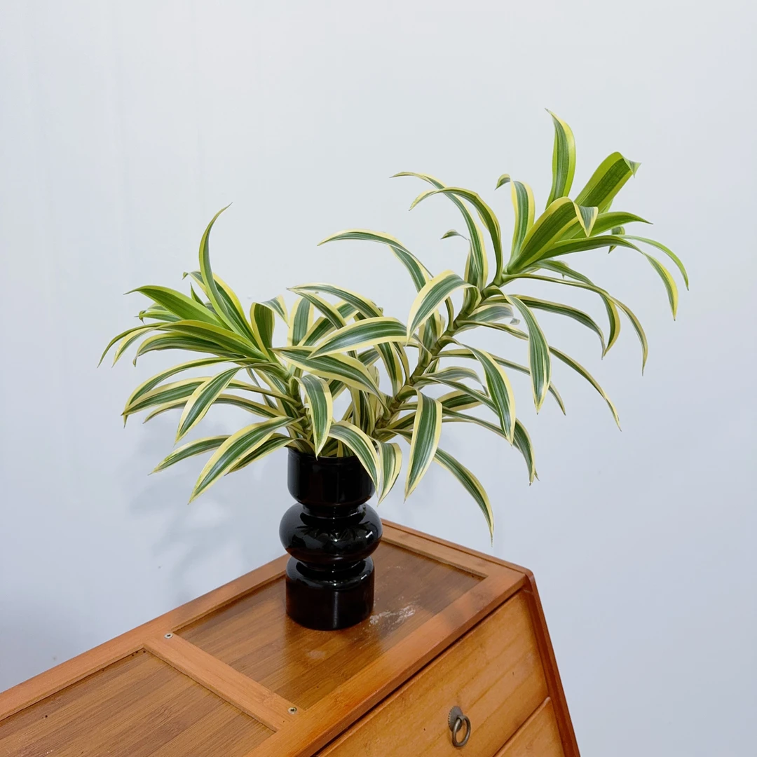 【金边百合竹】水培植物室内四季常青好养客厅办公室桌面花卉绿植