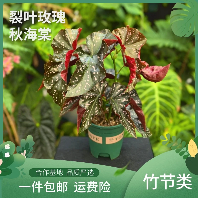 （母本）裂叶玫瑰秋海棠绿植盆栽室内观赏植物耐阴好养花卉