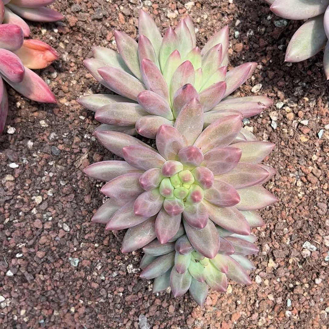 【闪购商品】无花朵水晶福利